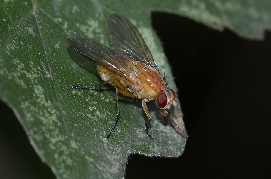Phaonia pallida, Muscidae